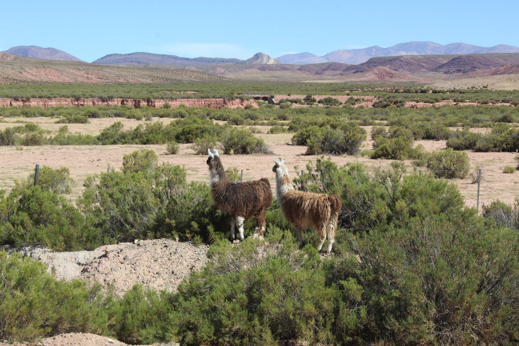 Llama wool, our winter fibre